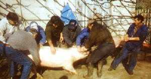 A matanza do porco